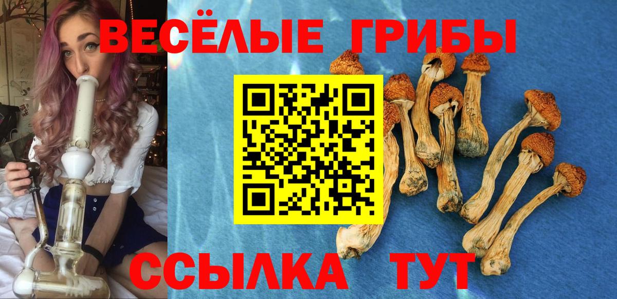Галлюциногенные грибы Cubensis  Вход с VPN  Юрга 